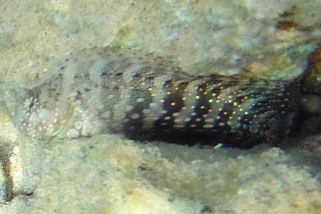 Salarias fasciatus - Juwelen-Schleimfisch (Juwelen-Felshüpfer, Juwelen-Kammzähner)